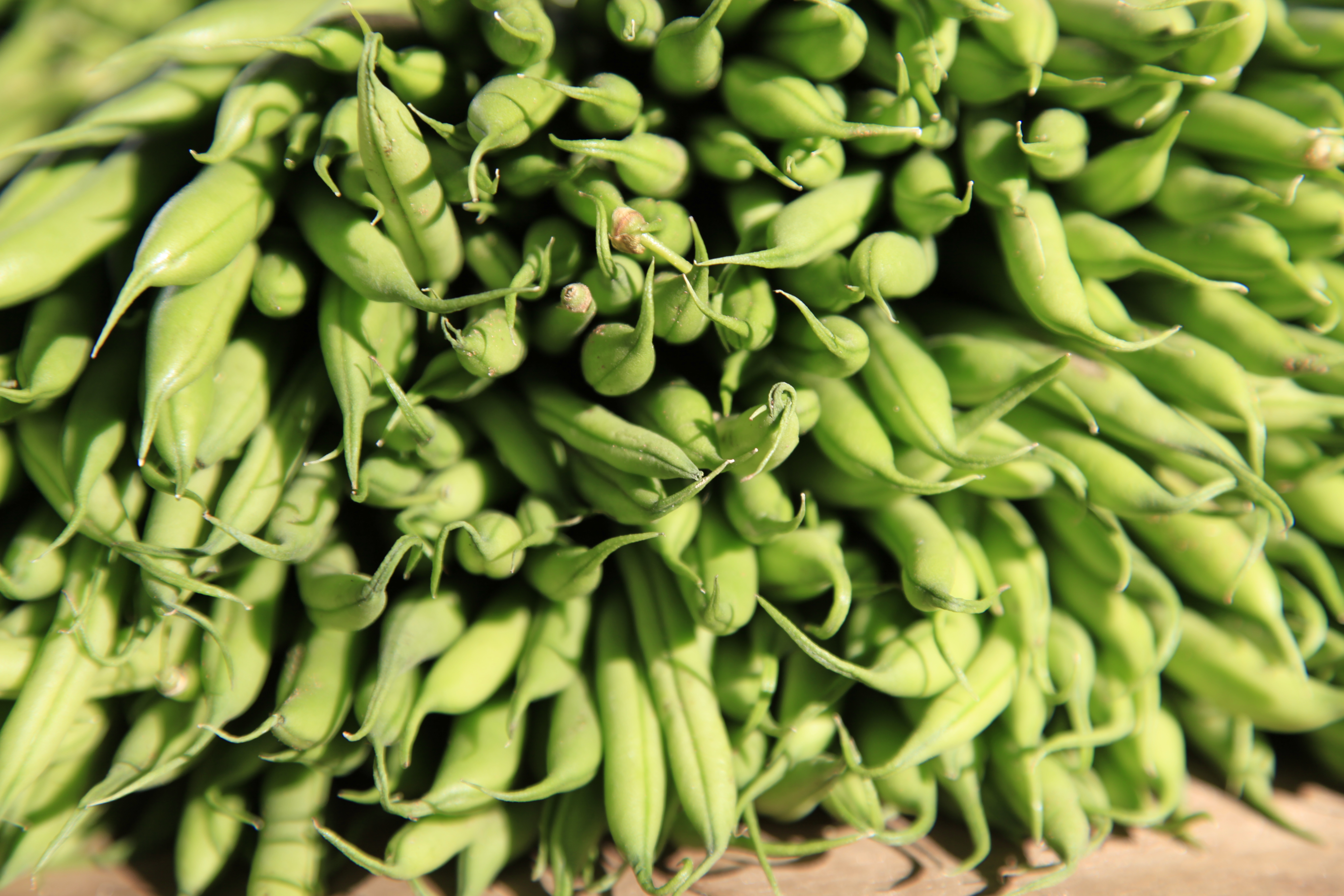 Jud�a verde