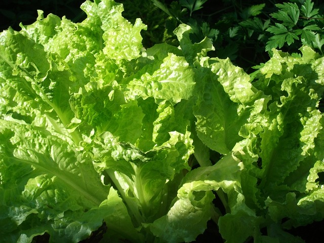 Lechuga