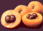 N�spero